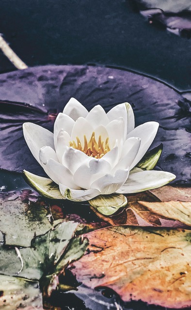 k-mitch-hodge-urL_jW1CZO8-unsplash journée yoga